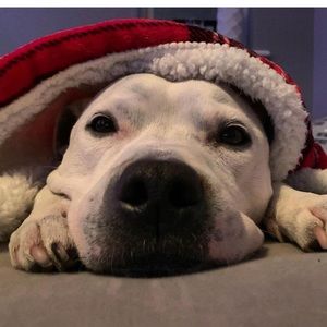 Meet your Posher, Tamara